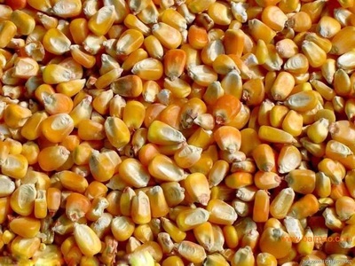 一吨玉米饲料原料玉米子容重800-900