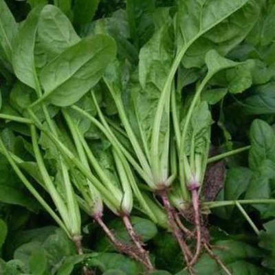 陕西宝鸡农家新鲜蔬菜菠菜有机肥种植每日现摘菠菜500g特价促销品