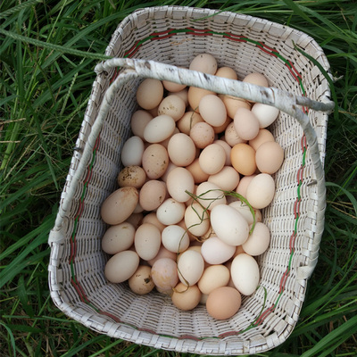 农家正宗土鸡蛋笨鸡蛋草鸡蛋自家散养大鸡蛋新鲜鸡蛋生鸡蛋20个装