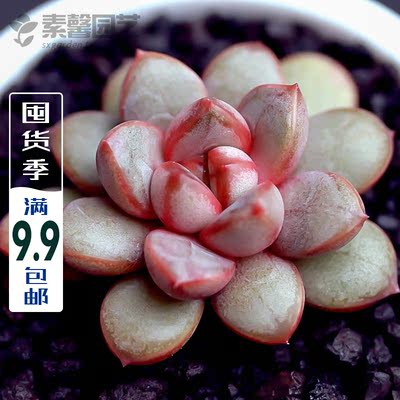 迷你萌系多肉植物 葡萄/红葡萄/紫葡萄 精致小巧室内盆栽肉质花卉