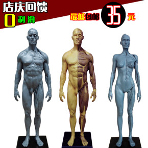 30cm设计医用头骨胸像绘画CG参考 艺用人体肌肉骨骼解剖模型美术
