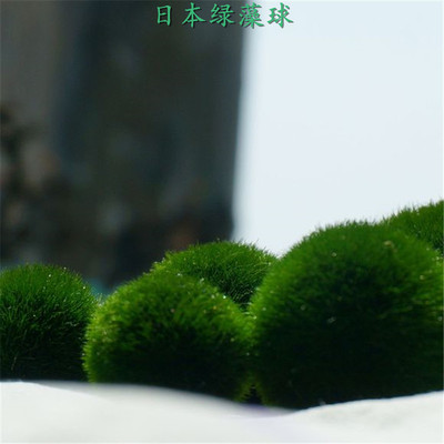 日本进口绿藻球水晶虾缸水草观赏热带鱼缸草缸绿毛球藻类植物
