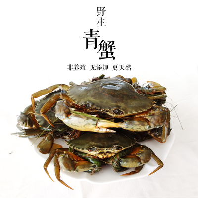 (拍下59元) 青蟹野生菜红膏鲟半斤/只 闽南新鲜活海水产两斤包邮