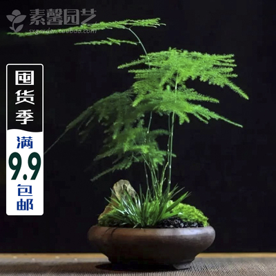 室内桌面绿植盆栽花卉 文竹种子 多年生常绿植物 浸泡后发芽率高