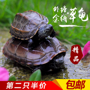 乌龟活体中华草龟宠物龟外塘金线草龟水陆观赏龟小招财龟活体龟苗