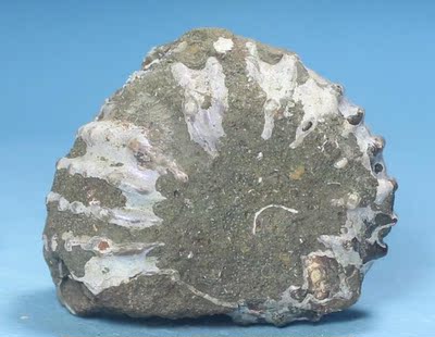原生态羊角螺 玉化螺 转运螺 菊石*天然化石矿物晶体标本原石004