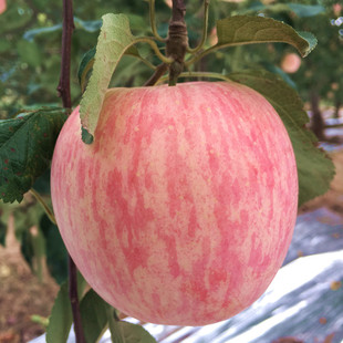 新鲜水果有机多汁苹果原生态陕西洛川红富士现摘产地直供10斤包邮