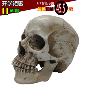 1:1树脂骷髅头绘画人头骨艺用人体肌肉骨骼解剖头骨模型美术 现货