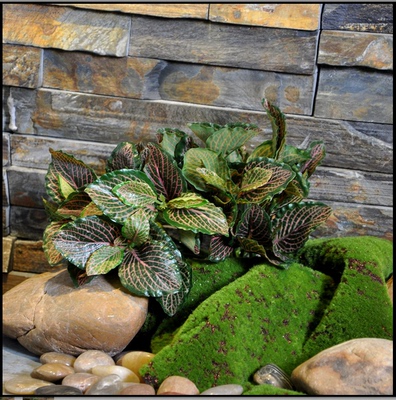 仿真植物网纹叶 草坪植物绿化背景墙草坪软装设 防紫外线户外绿植