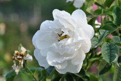 保加利亚珍稀白玫瑰纯露 美白补水花水天然正品纯露250ml