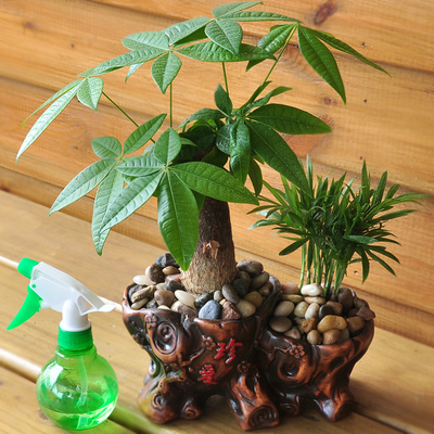 【天天特价】发财树袖珍椰子罗汉松富贵竹盆栽组合办公室桌面水培