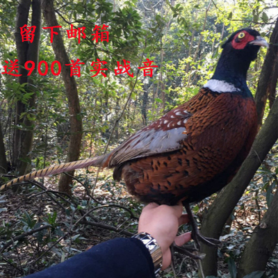 特价包邮 公母野鸡标本 鸡标本 竹纤维制作