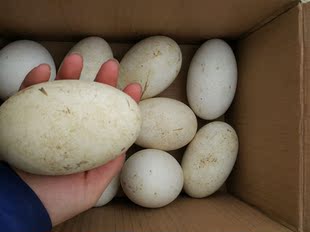 生态农家乐草鹅蛋新鲜纯天然放养农家散养鹅蛋处子土鹅蛋6只包邮