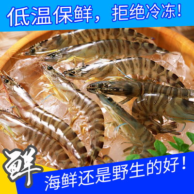 新鲜活斑节虾20条一斤海捕野生非养殖大虎九节竹节草虾2斤起包邮