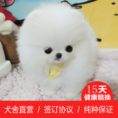 宠物狗狗 茶杯博美犬幼犬日本俊介白色球体哈多利活体纯种狗出售