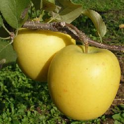 金帅苹果水果新鲜黄元帅苹果香蕉黄苹果5斤粉苹果面苹果非红富士