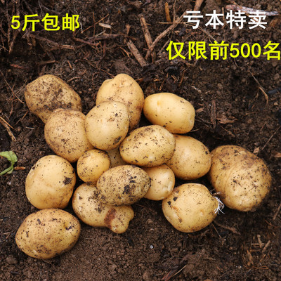 新鲜蔬菜农家自种土豆5斤现挖现卖黄心洋芋非转基因马铃薯农产品