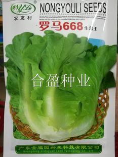 广东全年生菜种子25g罗马668生菜种子意大利生菜高华生菜种子