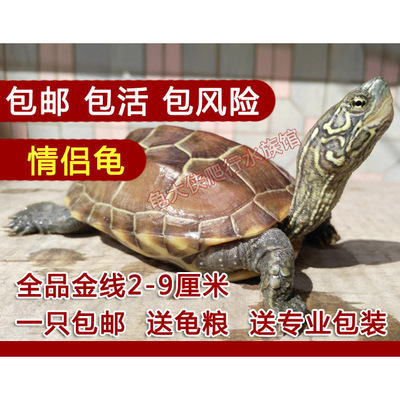 乌龟活体 中华草龟冷水龟 金线龟 墨龟 宠物龟 外塘7-8厘米包邮