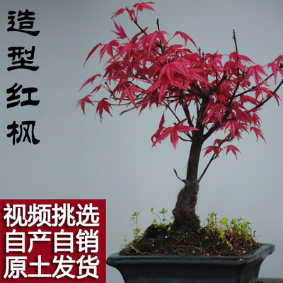 实物 高档日本红枫树苗红枫树桩盆景花卉盆栽微型盆景绿植 包活