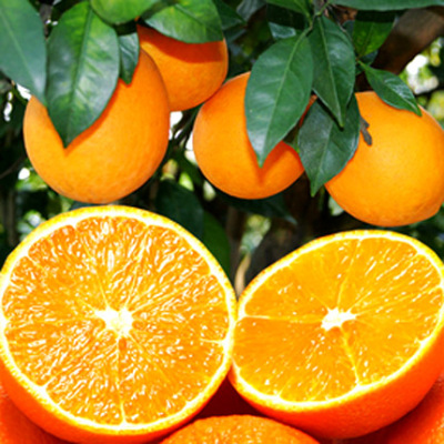 【预售】江西赣州特产赣南脐橙10斤现摘水果新鲜标准果甜橙子包邮