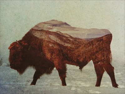 北美动物与自然之牦牛挂画壁画无框画装饰画4030尺寸松木内框包邮