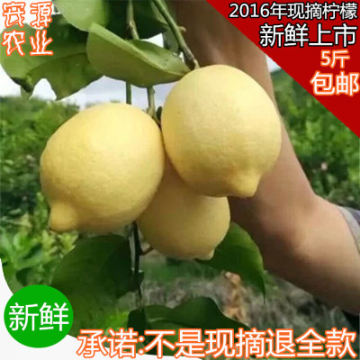 【2016年现摘】安岳新鲜黄柠檬特产尤力克5斤装包邮特价人工精选