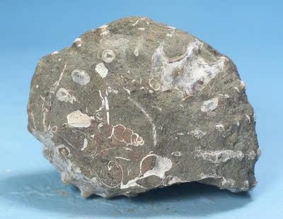 原生态羊角螺 玉化螺 转运螺 菊石*天然化石矿物晶体标本原石023