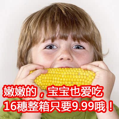 山西忻州有机无化肥农药非转基因黄糯玉米粘玉米水果甜糯玉米