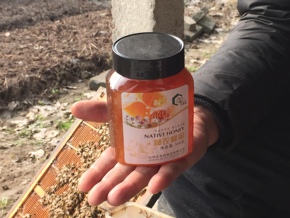 hello农家手工制作土蜂蜜枣花蜂蜜纯天然蜂蜜结晶蜜500克瓶装包邮