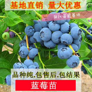 蓝莓树苗 盆栽地栽蓝莓苗 南北方庭院种植果树苗全国适宜 包邮