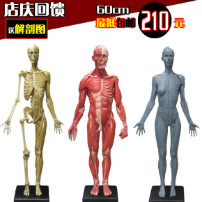 60cm雕塑艺用人体肌肉骨骼解剖模型美术医用CG参考3Dmax绘画临摹