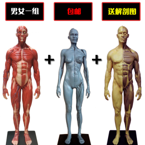 男女一组设计医用头骨绘画CG参考 艺用人体肌肉骨骼解剖模型美术