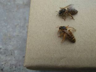 中华蜜蜂王 活体种蜂王 一代种蜂王育王 中蜂双色处王 黄色 黑色